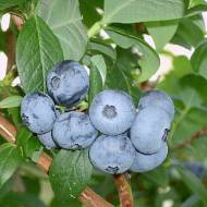 Саджанець Лохина Ковіль в контейнері